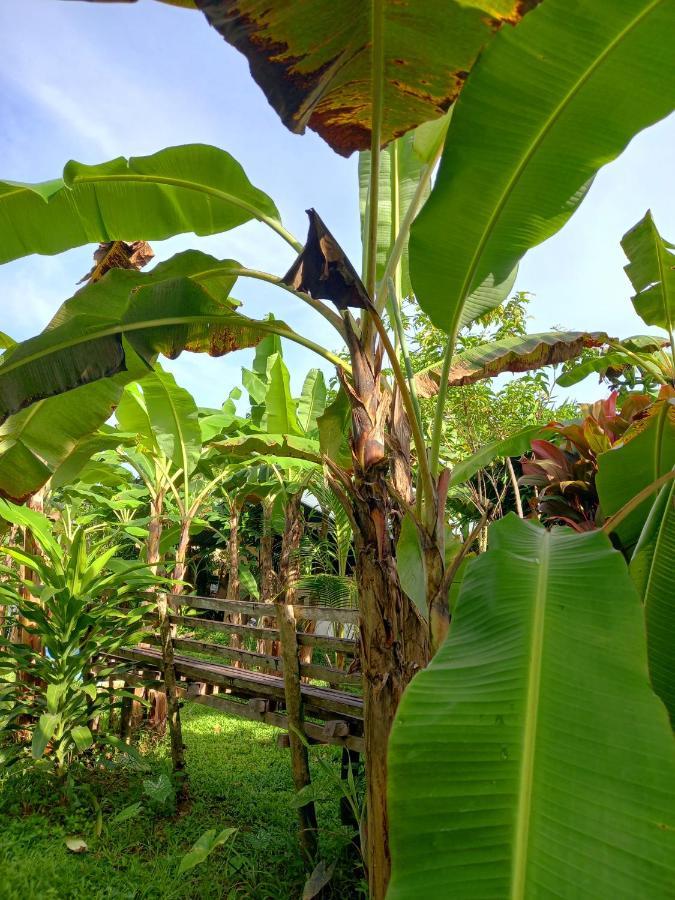 מלון Banana Grove אל נידו מראה חיצוני תמונה