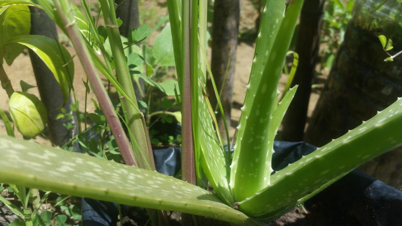 מלון Banana Grove אל נידו מראה חיצוני תמונה