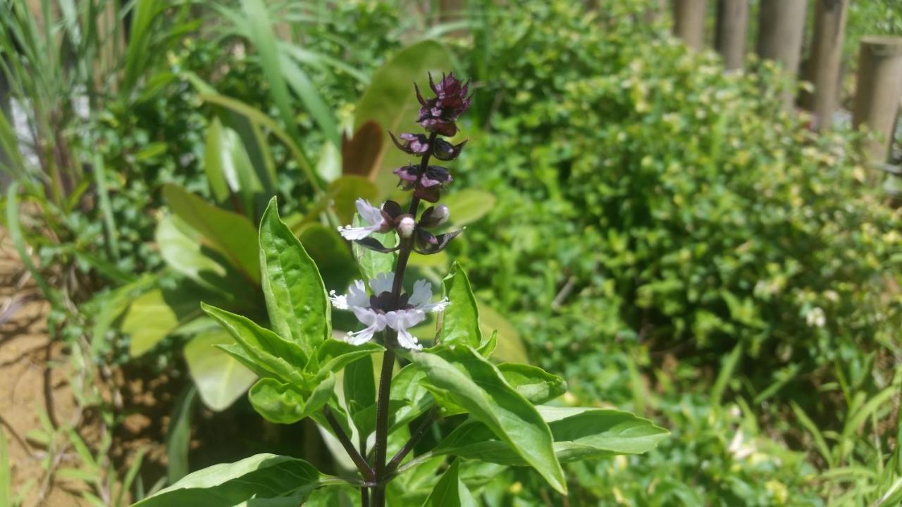 מלון Banana Grove אל נידו מראה חיצוני תמונה