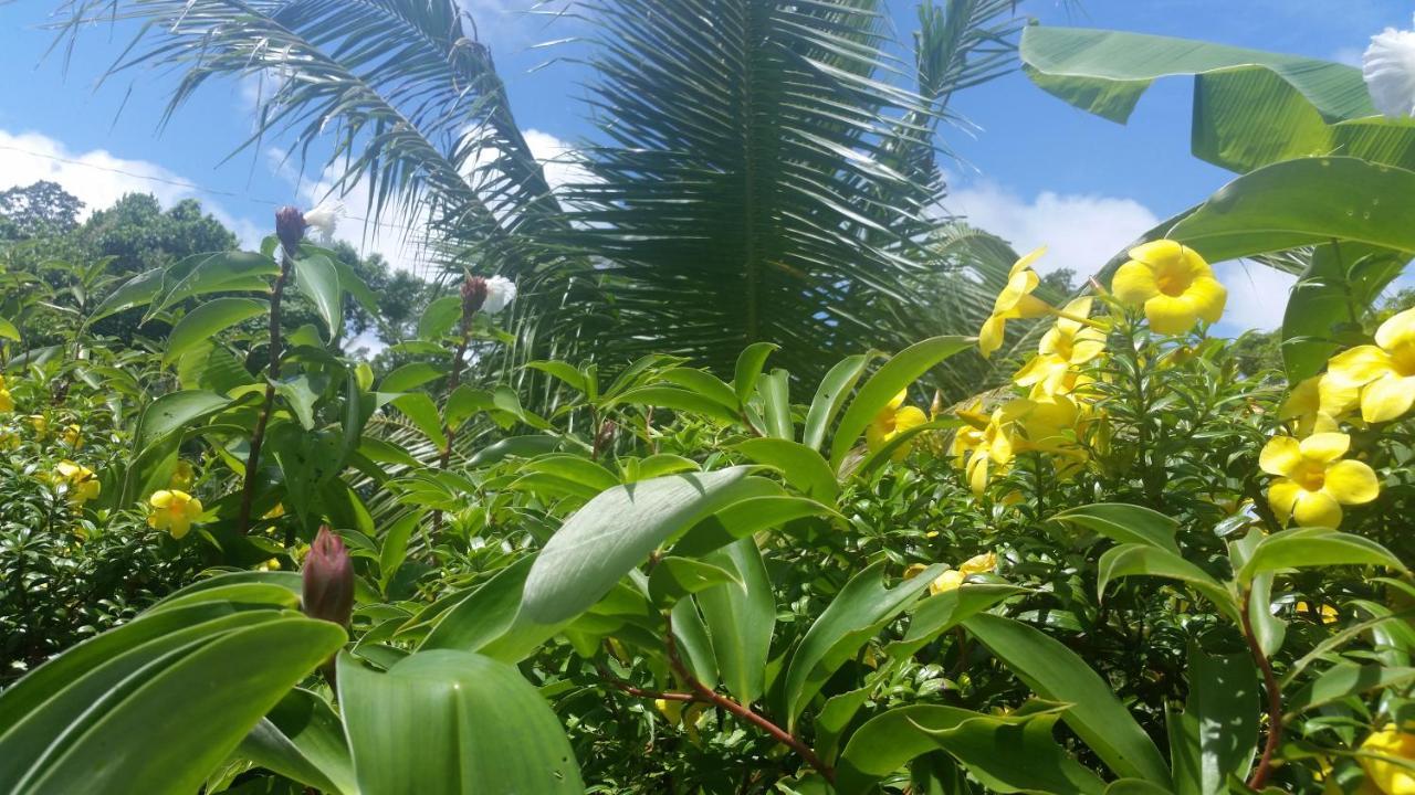 מלון Banana Grove אל נידו מראה חיצוני תמונה