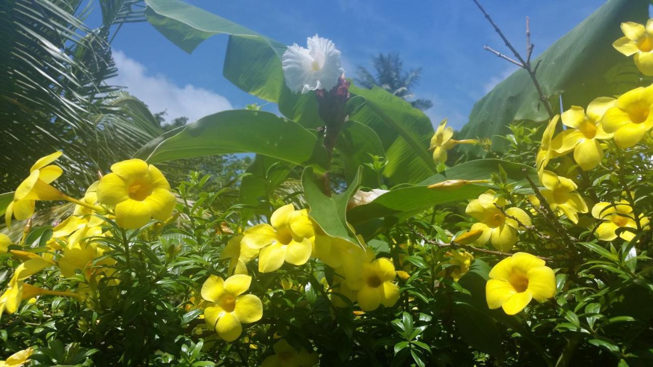 מלון Banana Grove אל נידו מראה חיצוני תמונה